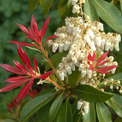 Victoria Gardens Medium Large Scale Evergreen Shrubs Pieris