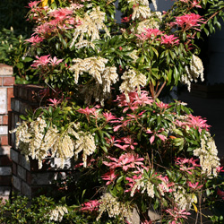 Les Quatre Mains Le Pieris Forest Flame