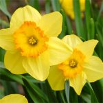 daffodils_250x201
