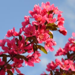 Crabapple_2