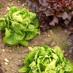 FallVeggie_2