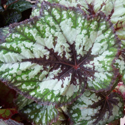 begonia-2