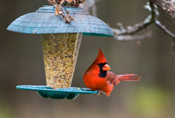 bird-feeding-2