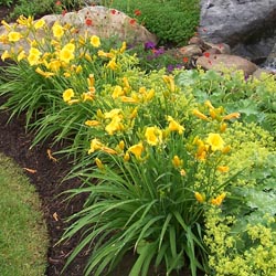 easydaylillies1