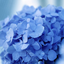 endless-summer-hydrangeas-3