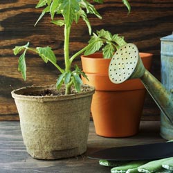 Tomato plant and garden tools