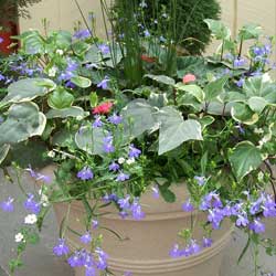 year-round-container-gardening-2