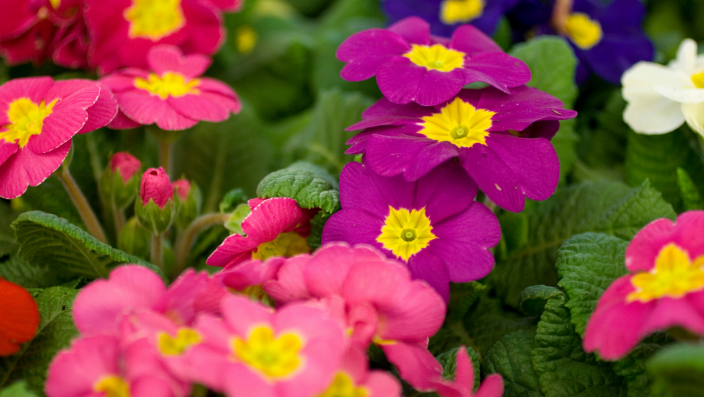 primrose | D.R. Snell Nursery
