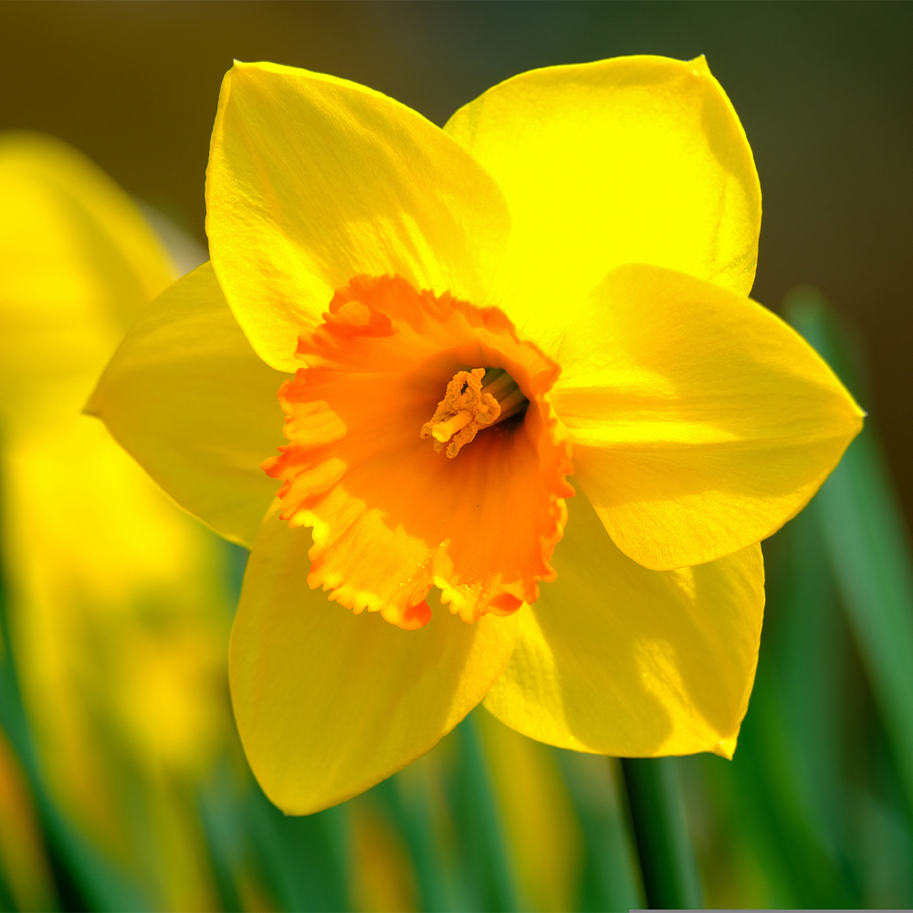 Daffodils