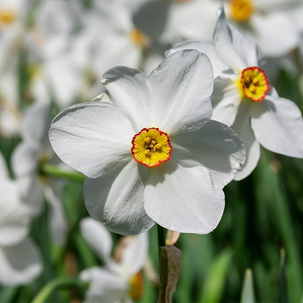 Daffodils