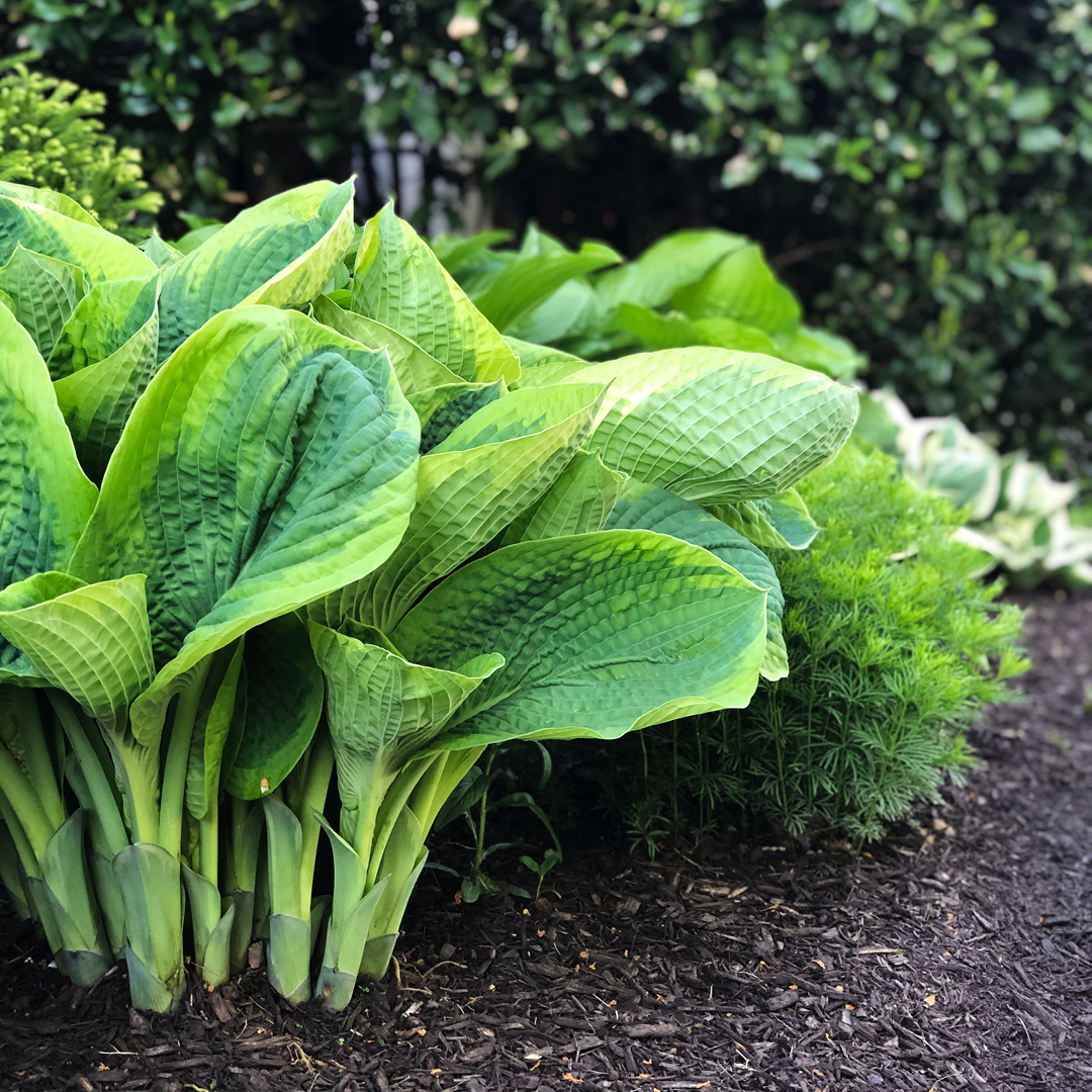 April Garden Essentials