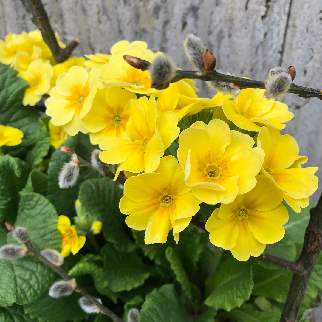 April Garden Essentials