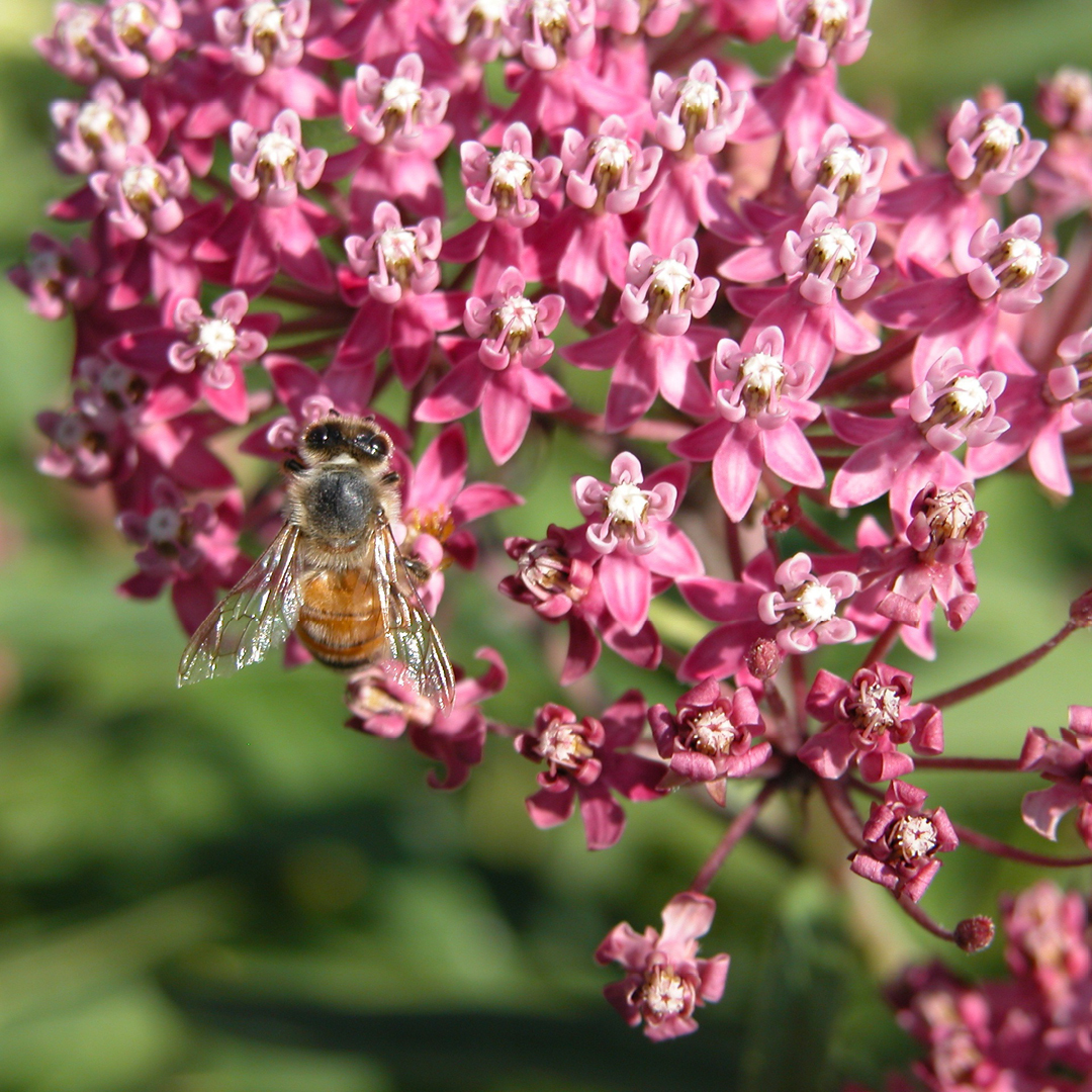 early spring flood-tolerant plants