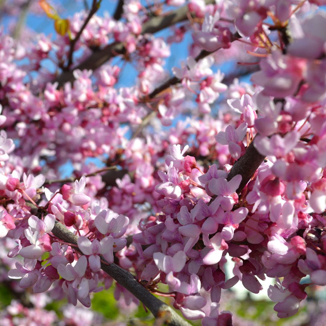 early spring natives