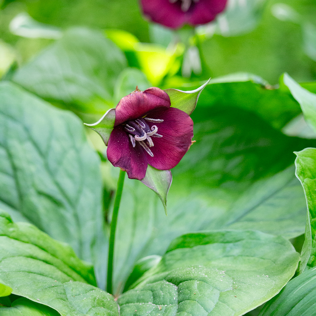 early spring natives